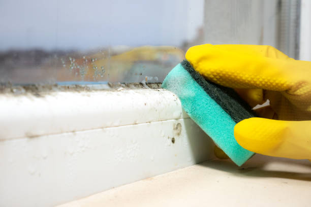 Best Toxic Mold Removal  in Helena Valley Northeast, MT