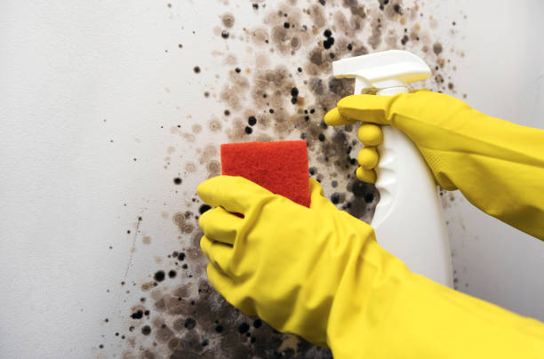 Home Mold Removal in Helena Valley Northeast, MT