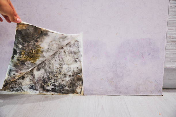 Best Certified Mold Removal  in Helena Valley Northeast, MT